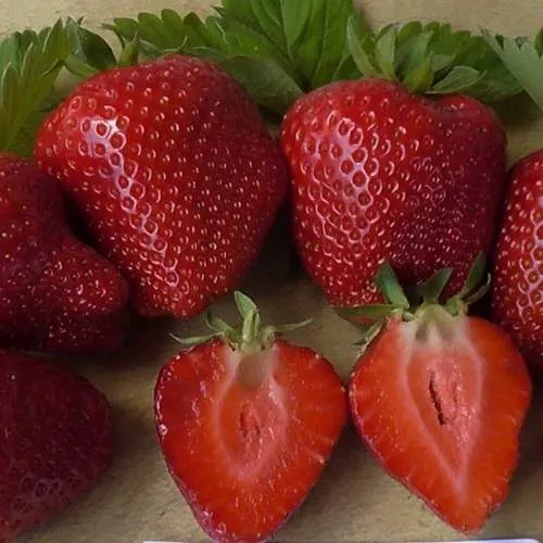 Клубника САНДРА  Клубника САНДРА в Борисове