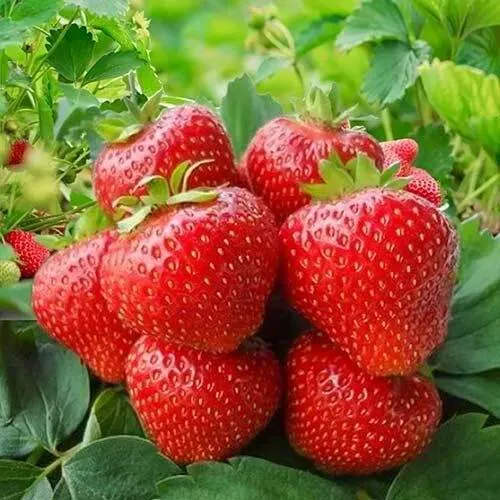 Клубника КИМБЕРЛИ  Клубника КИМБЕРЛИ в Борисове