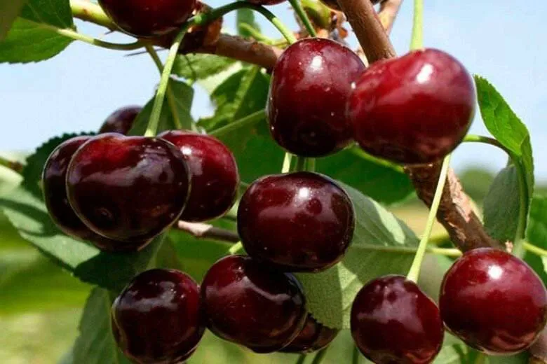 Обновление ассортимента саженцев черевишни (дюка)! Обновление ассортимента саженцев черевишни (дюка)!