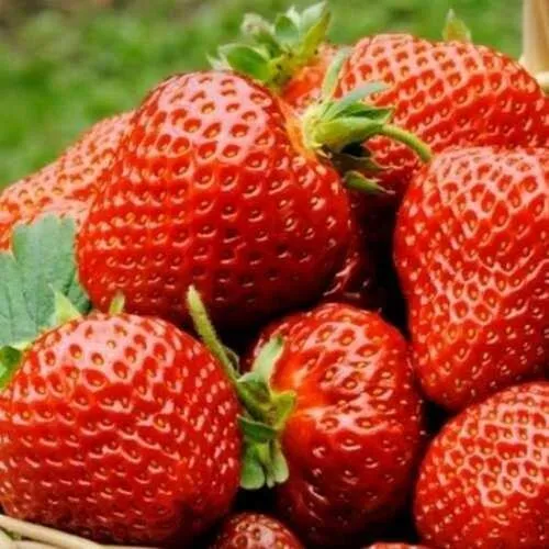 Клубника ФЛОРЕНС  Клубника ФЛОРЕНС в Борисове