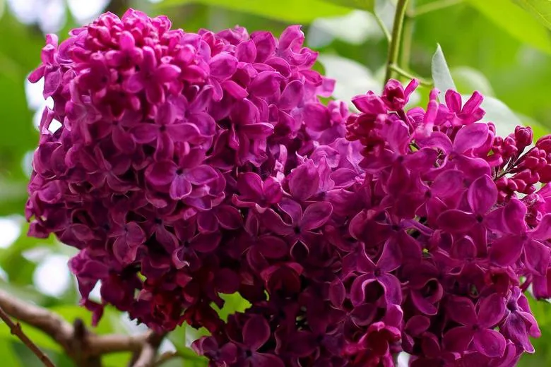 Новинки: поступление саженцы сирени для вашего сада Новинки: поступление саженцы сирени для вашего сада