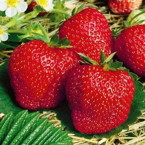 Клубника ВИМА ЗАНТА  Клубника ВИМА ЗАНТА в Борисове