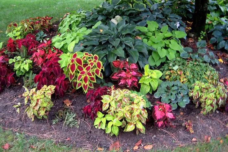 Обновление ассортимента: новые саженцы многолетних растений Обновление ассортимента: новые саженцы многолетних растений