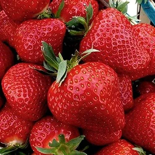 Клубника КЛЕРИ  Клубника КЛЕРИ в Борисове