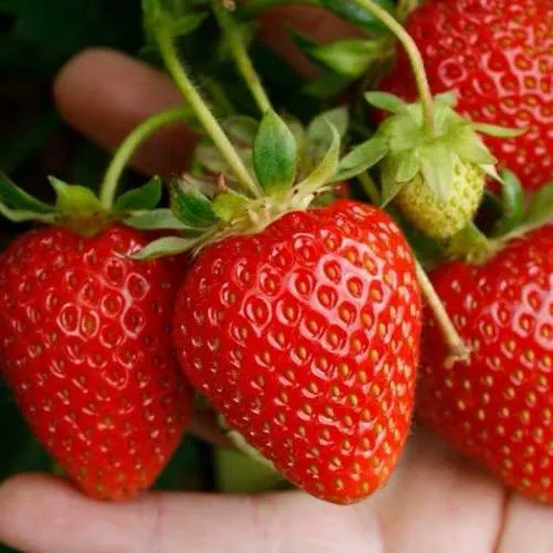 Клубника ПОРТОЛА ремонтантная  Клубника ПОРТОЛА ремонтантная в Борисове