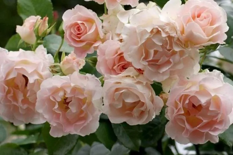 Обновление ассортимента саженцев роз шраб Обновление ассортимента саженцев роз шраб