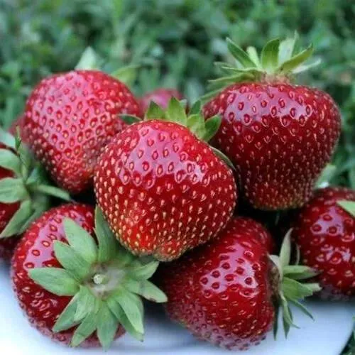 Клубника МАЛЬВИНА  Клубника МАЛЬВИНА в Борисове