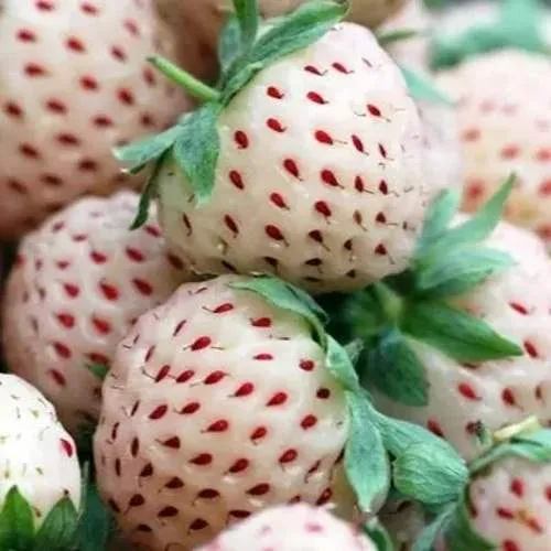 Клубника АНАНАСА ремонтантная  Клубника АНАНАСА ремонтантная в Борисове