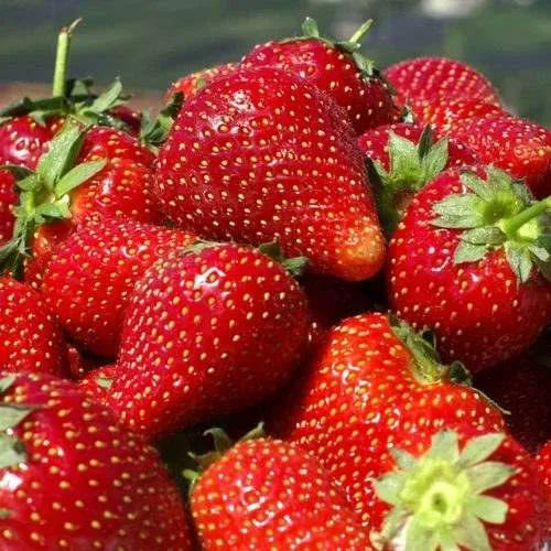 Клубника ПИРЧИНКЬЮ  Клубника ПИРЧИНКЬЮ в Борисове