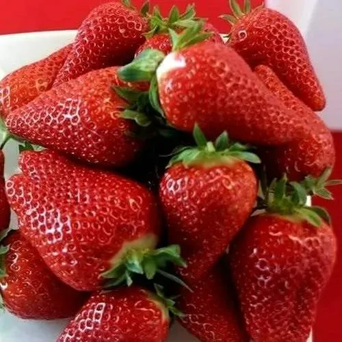 Клубника БРИЛЛА  Клубника БРИЛЛА в Борисове