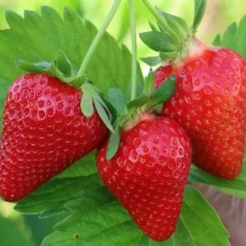 Клубника КЛОДИЯ  Клубника КЛОДИЯ в Борисове