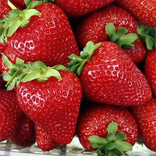 Клубника СКАЛА  Клубника СКАЛА в Борисове