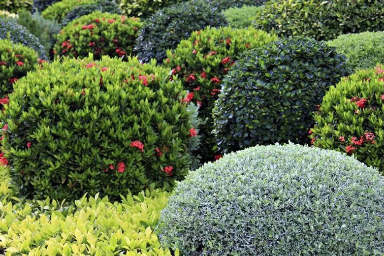 Обновление ассортимента: новые саженцы декоративных растений уже в продаже Обновление ассортимента: новые саженцы декоративных растений уже в продаже