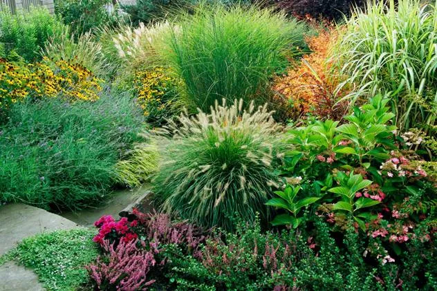 Новинки многолетних трав на сезон осень 2025 Новинки многолетних трав на сезон осень 2025