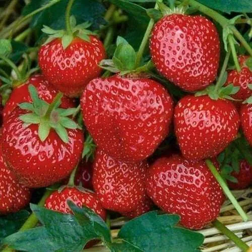 Клубника СЕЛЬВА ремонтантная  Клубника СЕЛЬВА ремонтантная в Борисове