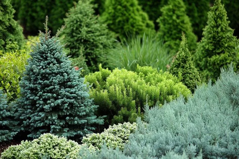 Обновление ассортимента: новые саженцы хвойных растений Обновление ассортимента: новые саженцы хвойных растений