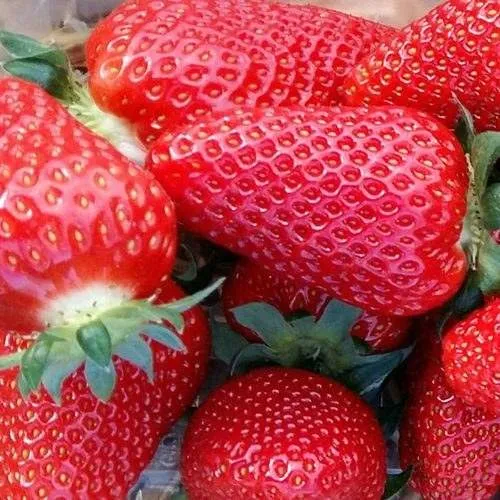 Клубника АМИ  Клубника АМИ в Борисове