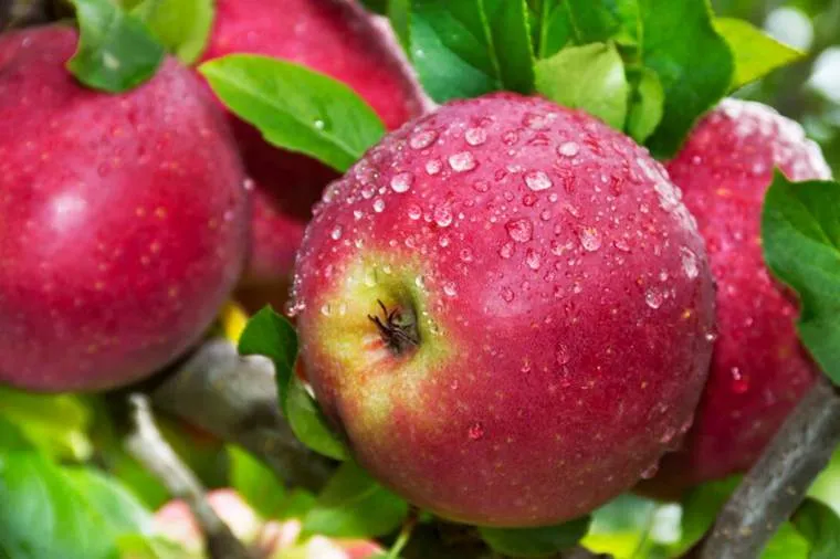 Обновление ассортимента саженцев яблони: новые сорта в продаже! Обновление ассортимента саженцев яблони: новые сорта в продаже!