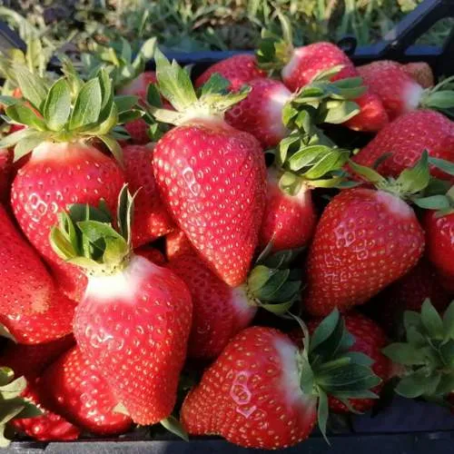 Клубника ЛЮЧИЯ  Клубника ЛЮЧИЯ в Борисове