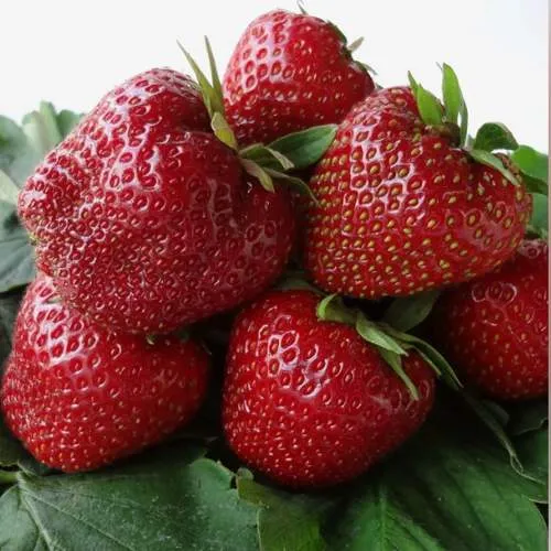 Клубника НАБИЛА  Клубника НАБИЛА в Борисове