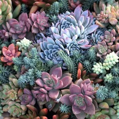 Суккуленты  Суккуленты в Борисове