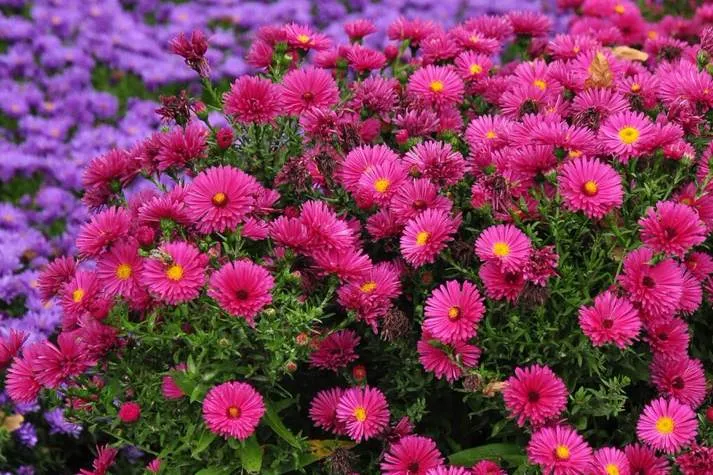 Обновление ассортимента саженцев астры на осень 2025 Обновление ассортимента саженцев астры на осень 2025