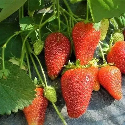 Клубника РОКСАНА  Клубника РОКСАНА в Борисове