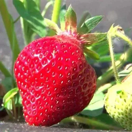 Клубника ХОНЕЙ  Клубника ХОНЕЙ в Борисове