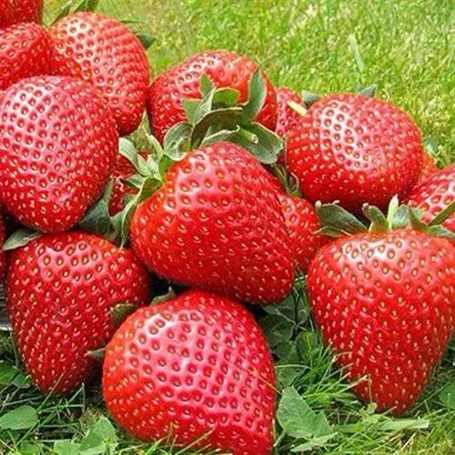 Клубника ЭЛИАНЕ  Клубника ЭЛИАНЕ в Борисове