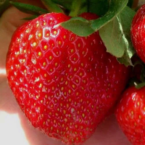 Клубника МАГНУС  Клубника МАГНУС в Борисове