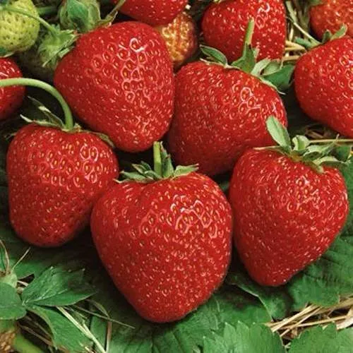 Клубника КОРОНА  Клубника КОРОНА в Борисове