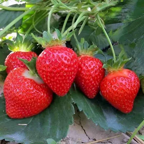 Клубника ТЕА  Клубника ТЕА в Борисове