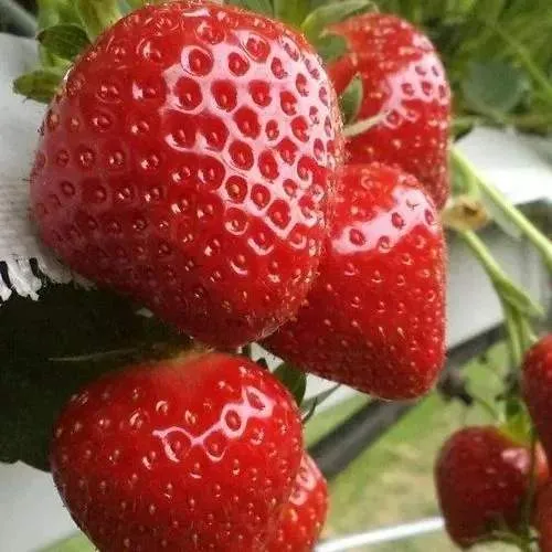 Клубника АРГЕНТЕРА  Клубника АРГЕНТЕРА в Борисове