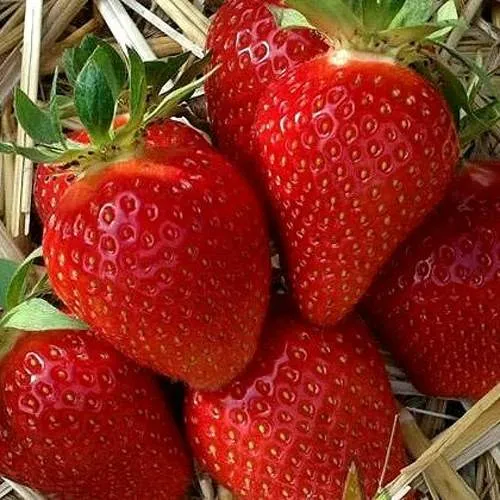 Клубника СИБИЛЛА  Клубника СИБИЛЛА в Борисове