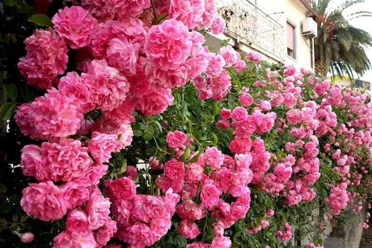 Обновление ассортимента саженцев плетистой розы: новые сорта для вашего сада Обновление ассортимента саженцев плетистой розы: новые сорта для вашего сада