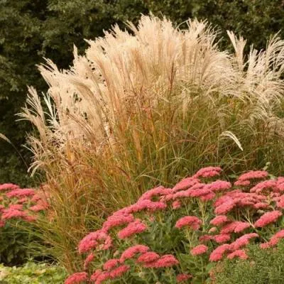 Злаки  Злаки в Борисове