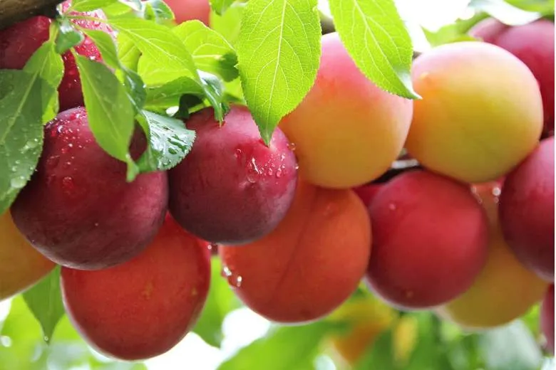 алыча.jpg алыча.jpg