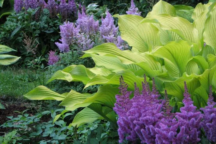 Многолетние растения.jpeg c16017869ae0e1f4bff30a2868074051.jpeg