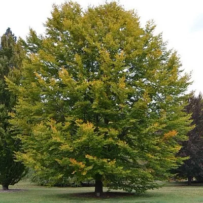 Бук лесной  Бук лесной в Борисове