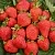 Клубника САН АНДРЕАС ремонтантная в Борисове