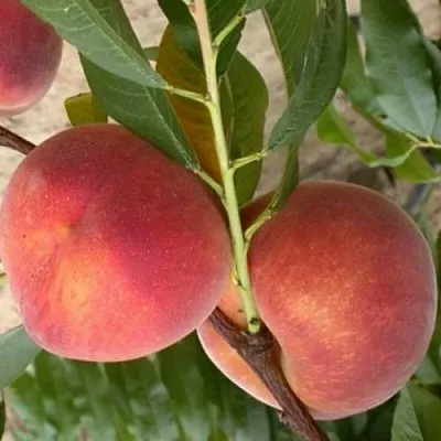 Персик ЮБИЛЕЙ СТОЛИЦЫ колонновидный  Персик ЮБИЛЕЙ СТОЛИЦЫ колонновидный в Борисове