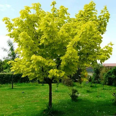 саженцы клен саженцы клен