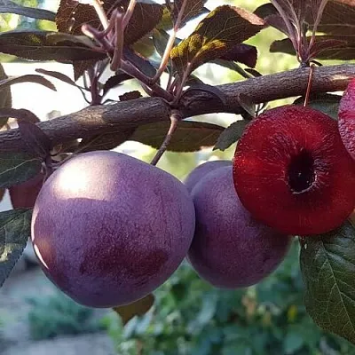 Слива ПАННА  Слива ПАННА в Борисове