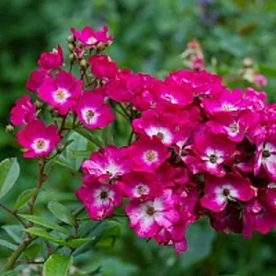 Роза МАРДЖОРИ ФЕЙР полиантовая  Роза МАРДЖОРИ ФЕЙР полиантовая в Борисове