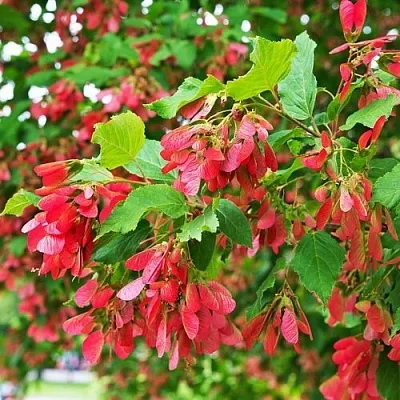 Клен татарский  Клен татарский в Борисове