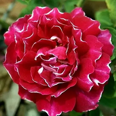 Роза БАРОН ЖИРО ДЕ ЛЕН ремонтантная  Роза БАРОН ЖИРО ДЕ ЛЕН ремонтантная в Борисове