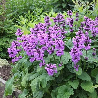 Буквица крупноцветковая  Буквица крупноцветковая в Борисове