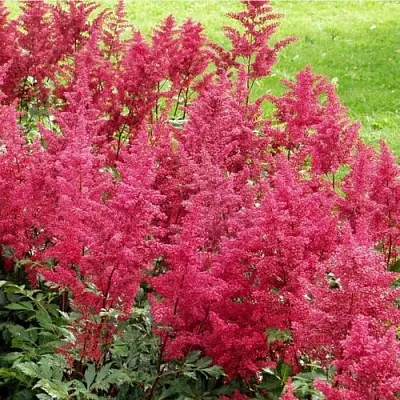 Астильба СКАЙСКРЕЙПЕР китайская  Астильба СКАЙСКРЕЙПЕР китайская в Борисове
