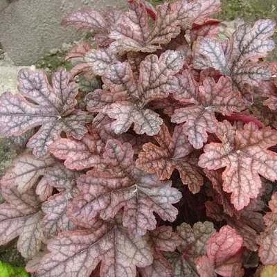 Гейхера ГАНСМОУК  Гейхера ГАНСМОУК в Борисове