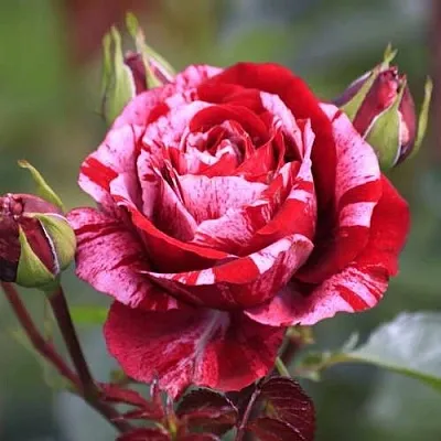 Роза ДИП ИМПРЕШН флорибунда  Роза ДИП ИМПРЕШН флорибунда в Борисове